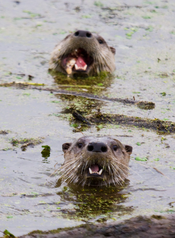 River Otters